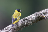 olivaceous siskin