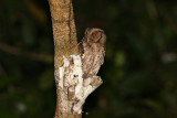 Vermiculated Screech-owl