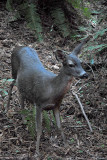 Muir Woods