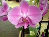 orchid , time in pink with a tiger like face