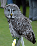 Falconry at Bodnant Garden North Wales