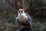 Falconry at Bodnant Garden North Wales