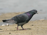 Rock Pigeon