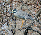 Yellow-crowned Hight-Heron