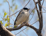 Blackpoll Warbler
