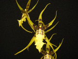 Brassidium Guilded Urchin