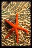 Etoile de mer sur gorgone - Starfish (Elevine)