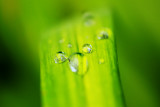 daylilly leaf