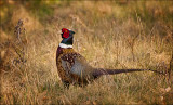 Chinese Ringneck Pheasant