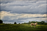 Equine Afternoon