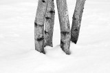 20100120-_DSC8931-Edit.jpg