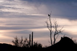 20100117-_DSC8828-Edit.jpg
