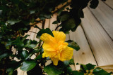 double Hibiscus flower..