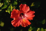 Still in bloom...
