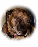Waylon