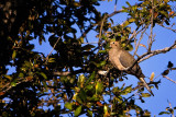 Sunny sentinel...
