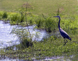 Blue Heron