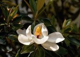 Late Spring Magnolia