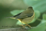 Black-Throated Blue Warbler-female/juvenile?
