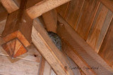 Phoebes nest nearby