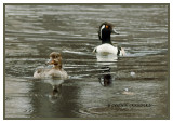 Hooded Mergansers-March 2010