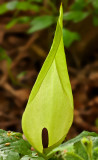 Arum Lilly