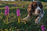 spaniel and orchids