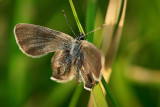 Newly hatched Small Blue