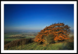 Beech tree view