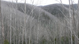 Vegetation  on ascent of Basalt South Knob Track