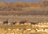 Cranes, Geese, Ducks, Deer