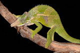Fischer's Chameleon - Bradypodion fischeri