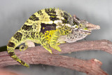 Fischers Chameleon - Bradypodion fischeri