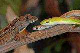 Brown Anole - Brownsnake - Rough Greensnake