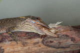 Green Anole and Cricket