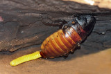 Hissing cockroach thermoregulating ootheca 