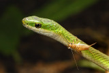 Rough Greensnake