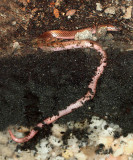 Wormsnake Carphophis amoenus