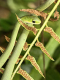 Rough Greensnake