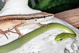 Long Tailed Lizard / Rough Greensnake