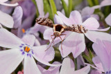 Beefly on Phlox