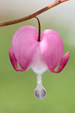 Bleeding Heart