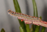 Forest tent caterpillar (Malacosoma disstria)