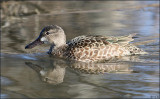 Female Blue-winged Teal