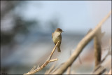 Eastern Phoebe