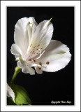 Lily.