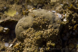 2 Corals Negros Oriental Philippines