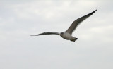 Black-tailed Gull