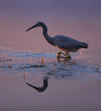 lonely heron.jpg
