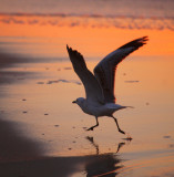 gull launching.jpg